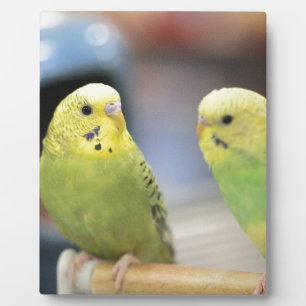 Serious keets plaque