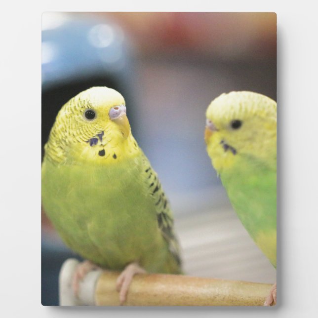 Serious keets plaque (Front)