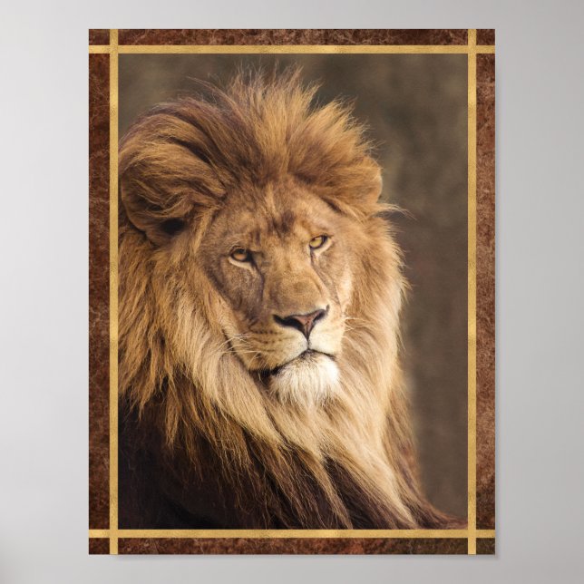 Serious Lion Photograph Poster (Front)