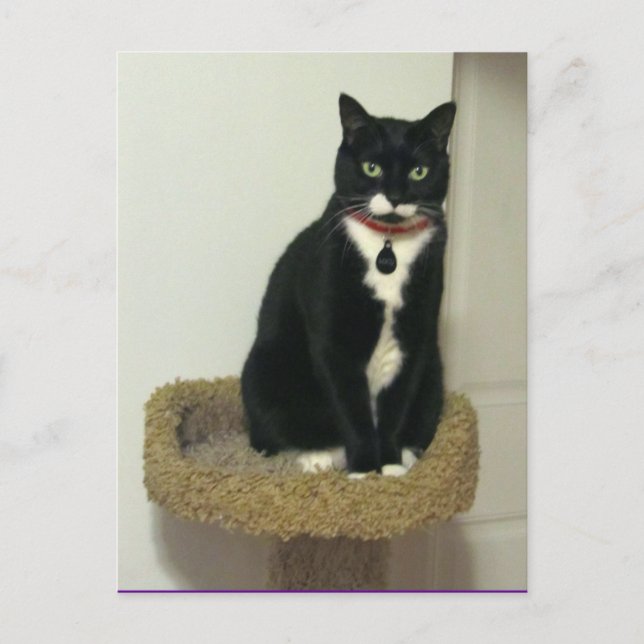 Serious Lucy Postcard (Front)