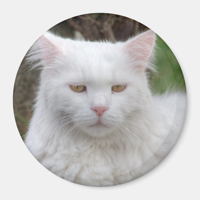 Serious White Cat Magnet (Front)