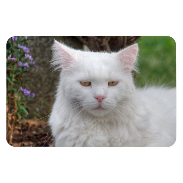 Serious White Cat Magnet (Horizontal)