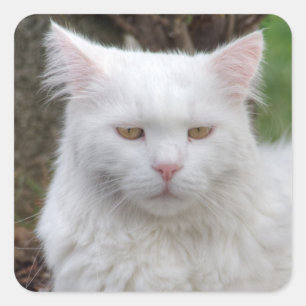 Serious White Cat Square Sticker