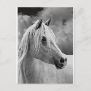 Serne Composition Postcard