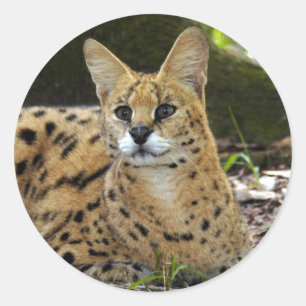 serval 015 classic round sticker