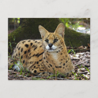 serval 015 postcard