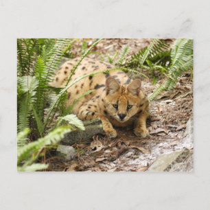 serval 019 postcard
