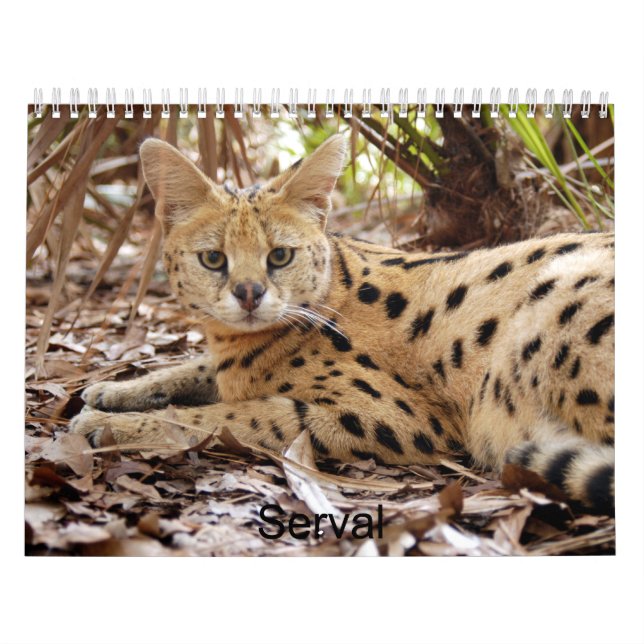serval 025, Serval Calendar (Cover)