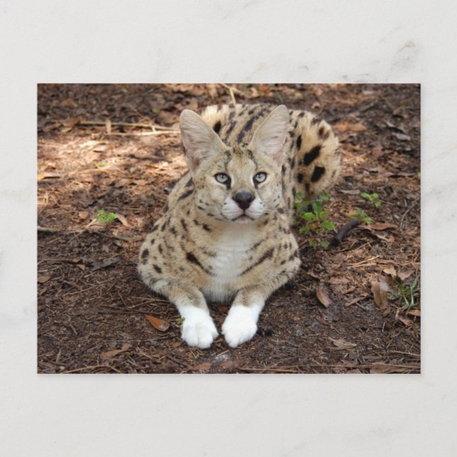 serval 028 postcard (Front)