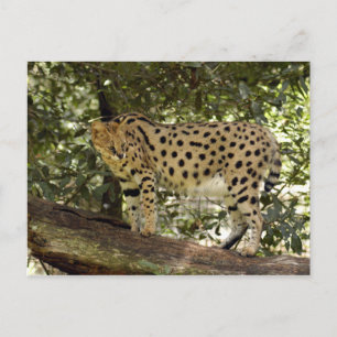 serval 039 postcard