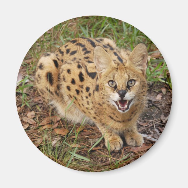 serval 044 magnet (Front)