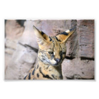 Serval Cat