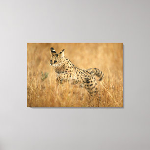 Serval (Leptailurus Serval) Jumping Canvas Print