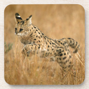 Serval (Leptailurus Serval) Jumping Coaster