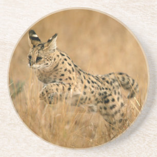 Serval (Leptailurus Serval) Jumping Coaster