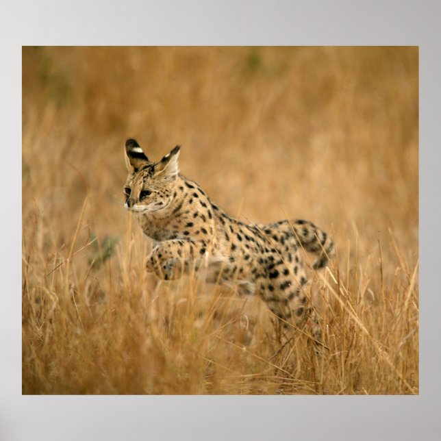 Serval (Leptailurus Serval) Jumping Poster (Front)