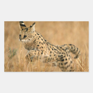 Serval (Leptailurus Serval) Jumping Rectangular Sticker