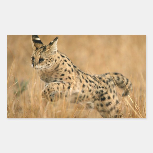 Serval (Leptailurus Serval) Jumping Rectangular Sticker (Front)