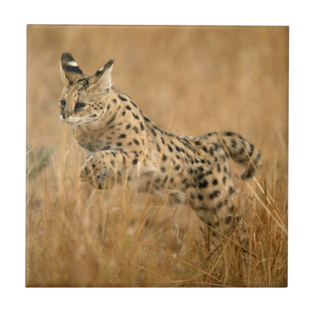 Serval (Leptailurus Serval) Jumping Tile (Front)