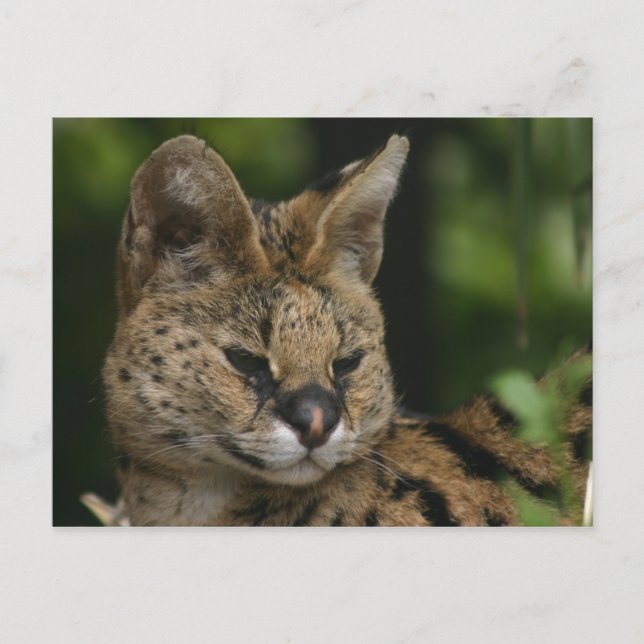 Serval Postcard (Front)