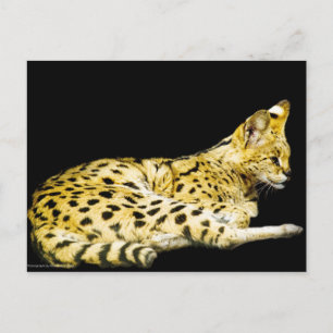 Serval Postcard
