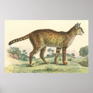 Serval Poster