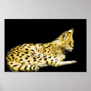 Serval Print
