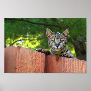 Serval Savannah Kitten USA Canvas Print