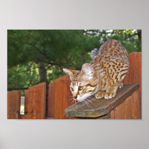 Serval Savannah Kitten USA Canvas Print
