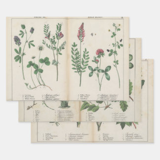 Set of three antique botanical art print wrapping paper sheet