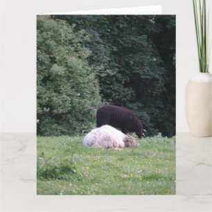 Set the wolf to guard the sheeps, Greeting Card