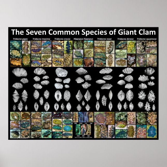 Seven Common Species of Giant Clam Poster (Large) (Front)