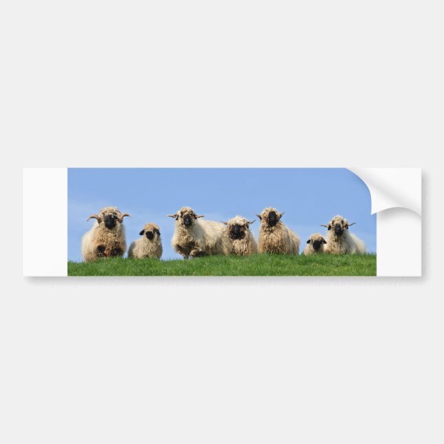 seven curious rasta sheep bumper sticker (Front)