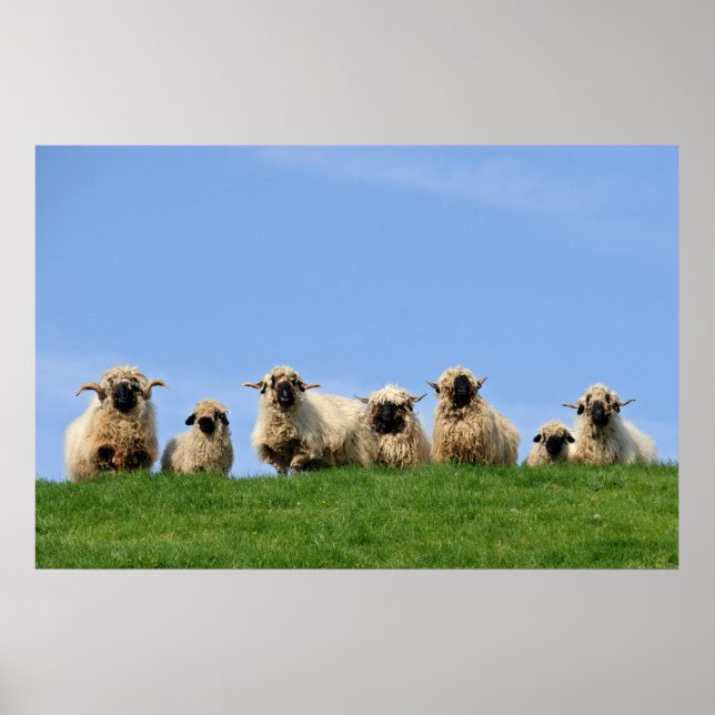seven curious rasta sheep poster (Front)
