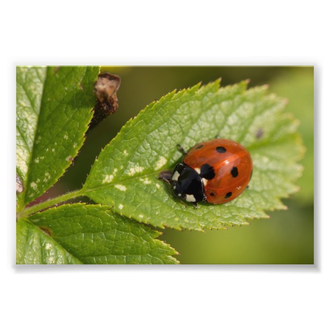 Seven-spot Ladybird Photo Print (Front)