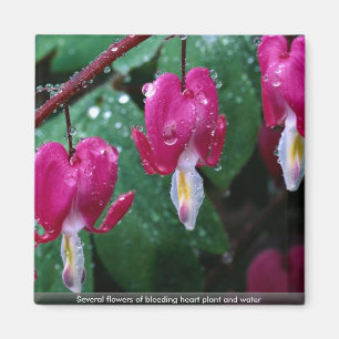 Several flowers of bleeding heart plant and water magnet