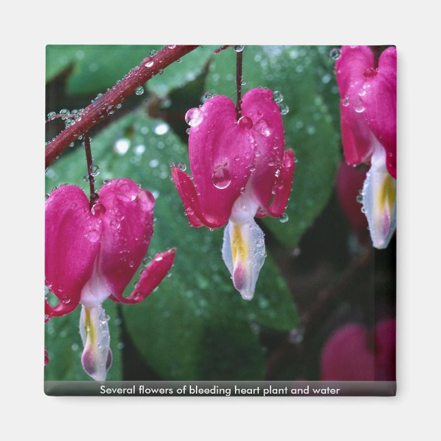 Several flowers of bleeding heart plant and water magnet (Front)