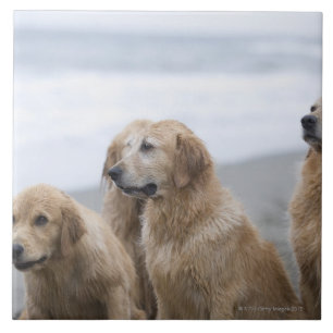 Several Golden retrievers sitting on beach Tile