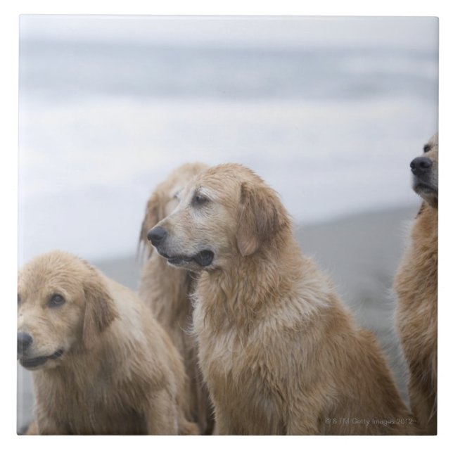 Several Golden retrievers sitting on beach Tile (Front)