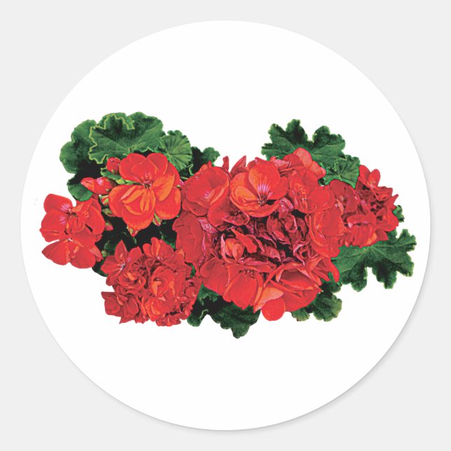 Several Red Geraniums Classic Round Sticker (Front)