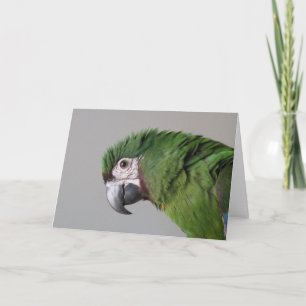 Severe Macaw Greeting Card