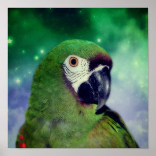 Severe Macaw Parrot Close Up Poster