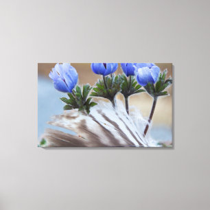 Seward Peninsula, Alaska, Arctic Wildflowers Canvas Print