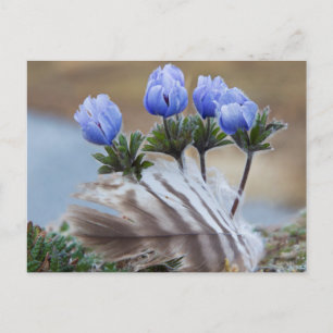 Seward Peninsula, Alaska, Arctic Wildflowers Postcard