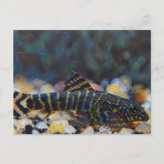 Sewellia spotted juvenile hillstream loach postcard