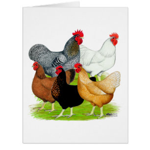 Sex-linked Chickens Quintet