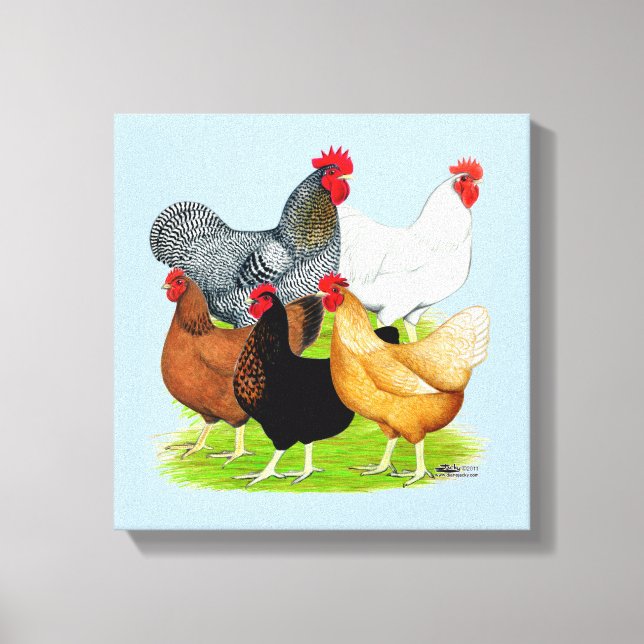 Sex-linked Chickens Quintet Canvas Print (Front)