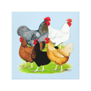 Sex-linked Chickens Quintet Canvas Print