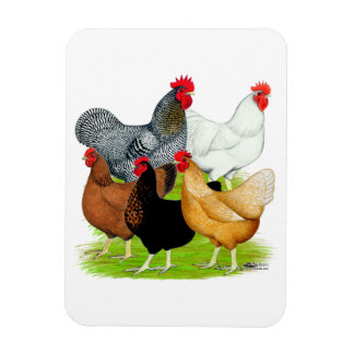 Sex-linked Chickens Quintet Magnet