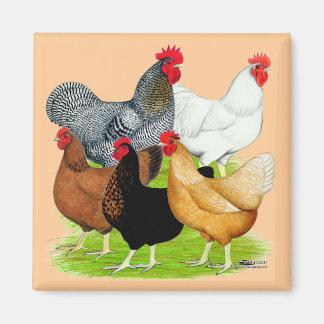 Sex-linked Chickens Quintet Magnet